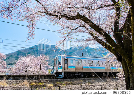 Jinrokuzakura in Yamanashi Prefecture ~ Katsunuma Budokyo Station ~ 96808595