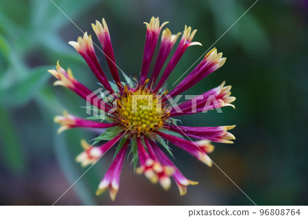 Gaillardia Double 0039 Gaillardia Double 0039 96808764