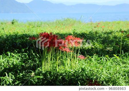 Keihin避難所的Higa buna 96808983