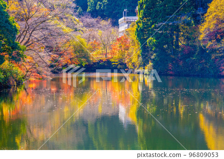 Autumn leaves of Kamakoko 96809053