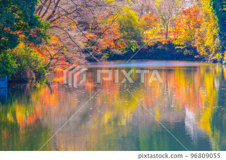 Autumn leaves of Kamakoko 96809055