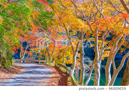 Autumn leaves of Kamakoko Autumn leaves of Kamakoko 96809059