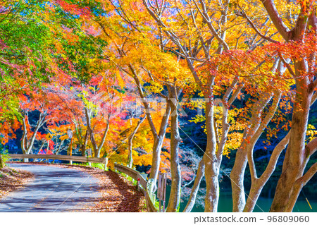 Autumn leaves of Kamakoko Autumn leaves of Kamakoko 96809060