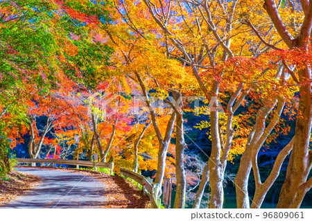 Autumn leaves of Kamakoko Autumn leaves of Kamakoko 96809061