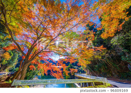 Autumn leaves of Kamakoko 96809169