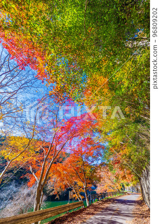 Autumn leaves of Kamakoko 96809202