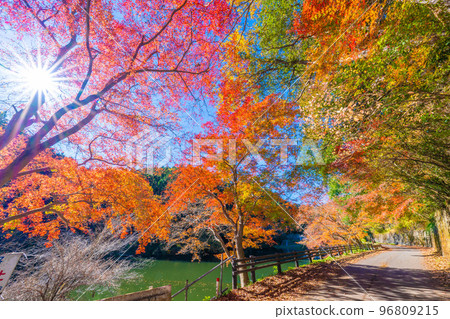 Autumn leaves of Kamakoko Autumn leaves of Kamakoko 96809215