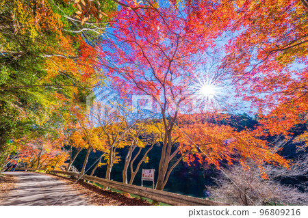 Autumn leaves of Kamakoko 96809216