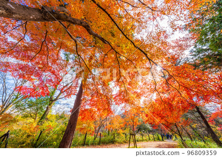 Autumn leaves of the Arashiyama Valley 96809359