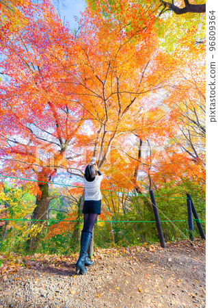 Autumn leaves of the Arashiyama Valley Autumn leaves of the Arashiyama Valley 96809364