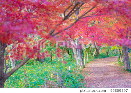Arashiyama谷的秋葉 96809397