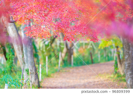 Autumn leaves of the Arashiyama Valley 96809399