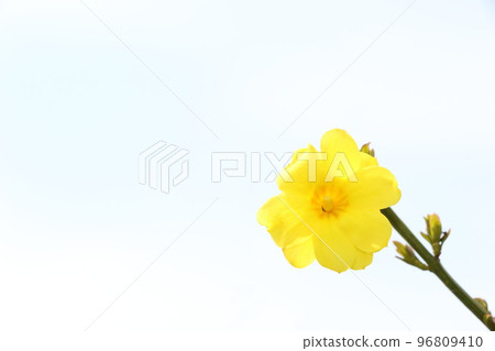 一朵黃梅 96809410