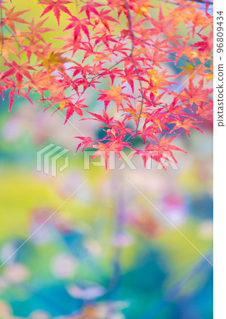 Arashiyama谷的秋葉 Arashiyama谷的秋葉 96809434