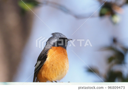 Giubitaki (male) Giubitaki (male) 96809473