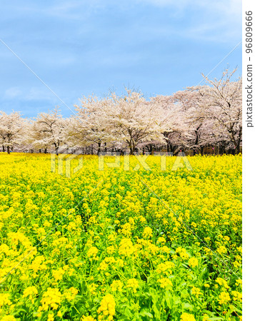 Senbonzakura and rape blossoms on the south side of Akagi 96809666