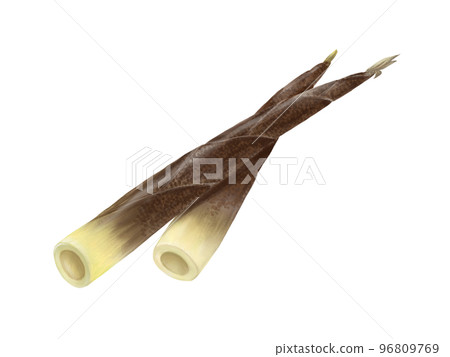 Realistic watercolor illustration of two overlapping bamboo shoots Realistic watercolor illustration of two overlapping bamboo shoots 96809769