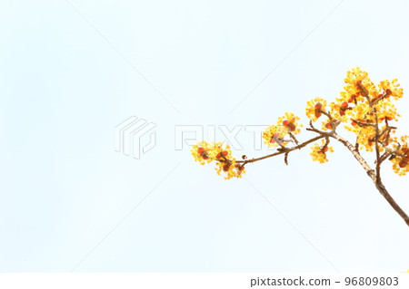 Flower of Sanshui Flower of Sanshui 96809803