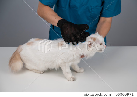 The veterinarian combs out a white fluffy cat with a special glove.  96809971