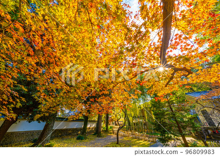 足利學校的秋天 96809983