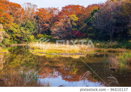 東京的秋天 練馬區 紅葉 光丘公園 鳥類保護區 東京的秋天 練馬區 紅葉 光丘公園 鳥類保護區 96810137