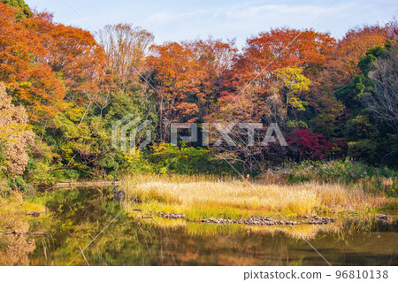 東京的秋天 練馬區 紅葉 光丘公園 鳥類保護區 96810138