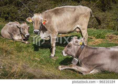 Alpine cows in Engadine valley, Swiss Alps, Switzerland Alpine cows in Engadine valley, Swiss Alps, Switzerland 96810184