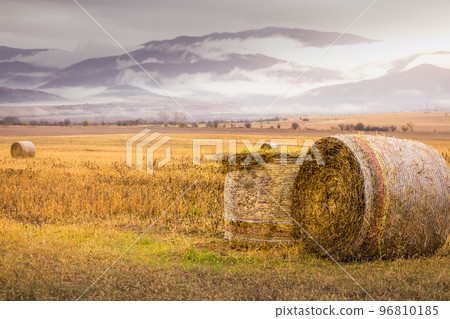 Harvesting hay from a farm, Bales of straw in the agricultural field, Bulgaria Harvesting hay from a farm, Bales of straw in the agricultural field, Bulgaria 96810185