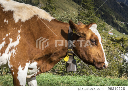 Alpine cows in Engadine valley, Swiss Alps, Switzerland Alpine cows in Engadine valley, Swiss Alps, Switzerland 96810228