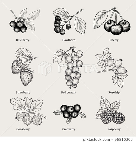 Vintage Natural Berries Collection 96810303