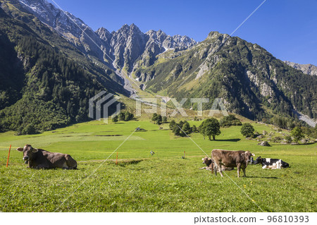 Alpine cows in Engadine valley, Swiss Alps, Switzerland 96810393