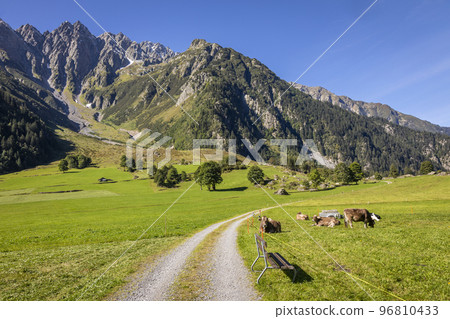 Alpine country road and cows in Engadine valley, Swiss Alps, Switzerland Alpine country road and cows in Engadine valley, Swiss Alps, Switzerland 96810433