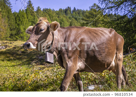 Alpine cows in Engadine valley, Swiss Alps, Switzerland 96810534