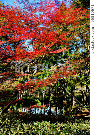 神代植物園紅葉染黃的景色 96810671