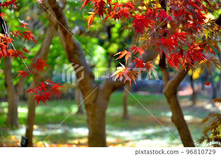 Scenery of autumn leaves dyed red and yellow in Jindai Botanical Gardens 96810729