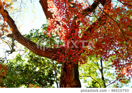 神代植物園紅葉染黃的景色 神代植物園紅葉染黃的景色 96810793