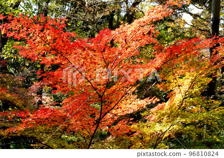 Scenery of autumn leaves dyed red and yellow in Jindai Botanical Gardens Scenery of autumn leaves dyed red and yellow in Jindai Botanical Gardens 96810824