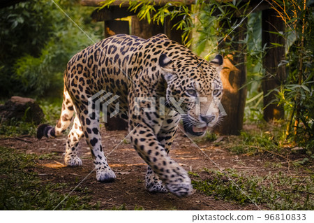 Jaguar Panthera onca majestic feline, hunting in Pantanal, Brazil 96810833