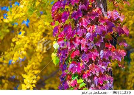 Autumn leaves of Takatsuto Gorge Autumn leaves of Takatsuto Gorge 96811229
