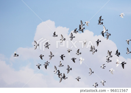 flock homing pigeon flying against white cloud and blue sky background flock homing pigeon flying against white cloud and blue sky background 96811567