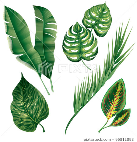 Realistic Tropical Botanical Foliage Plants Set Realistic Tropical Botanical Foliage Plants Set 96811898