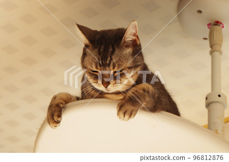 sleepy cat american shorthair blue tabby on cat tower sleepy cat american shorthair blue tabby on cat tower 96812876