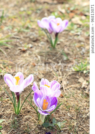 Crocus Crocus 96813071