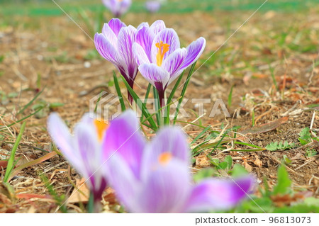 Crocus flower Crocus flower 96813073