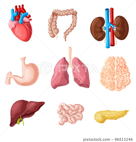 Cartoon Human Internal Organs Set 96813246