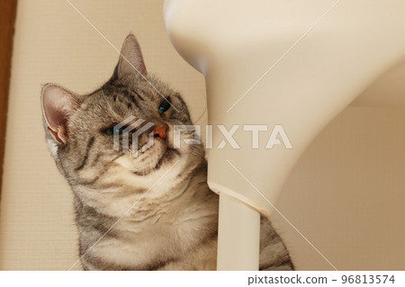 cat american shorthair silver tabby looking upper right 96813574