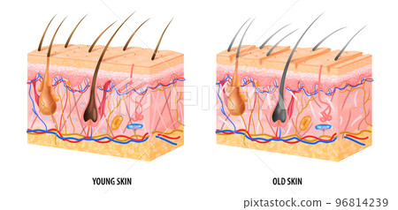 Young Old Skin Structure 96814239