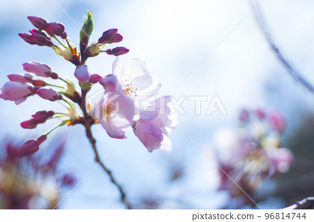 Cherry blossoms sprouting at Myoshinji Temple and Taizoin Temple in Kyoto 96814744
