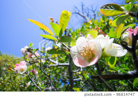 京都妙心寺和太藏院三月梅花盛開 96814747