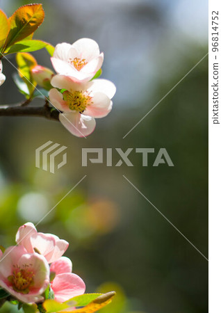 三月在京都妙心寺和太藏院盛開的美麗梅花 96814752